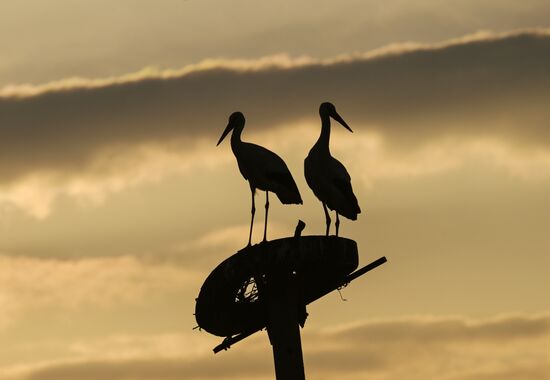 Аисты в Запорожской области