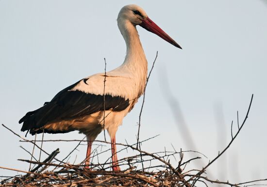 Аисты в Запорожской области
