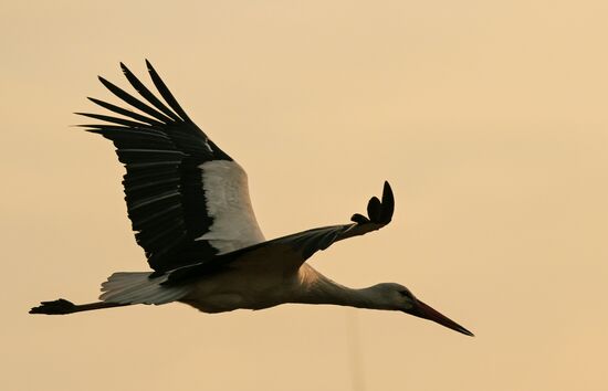 Аисты в Запорожской области