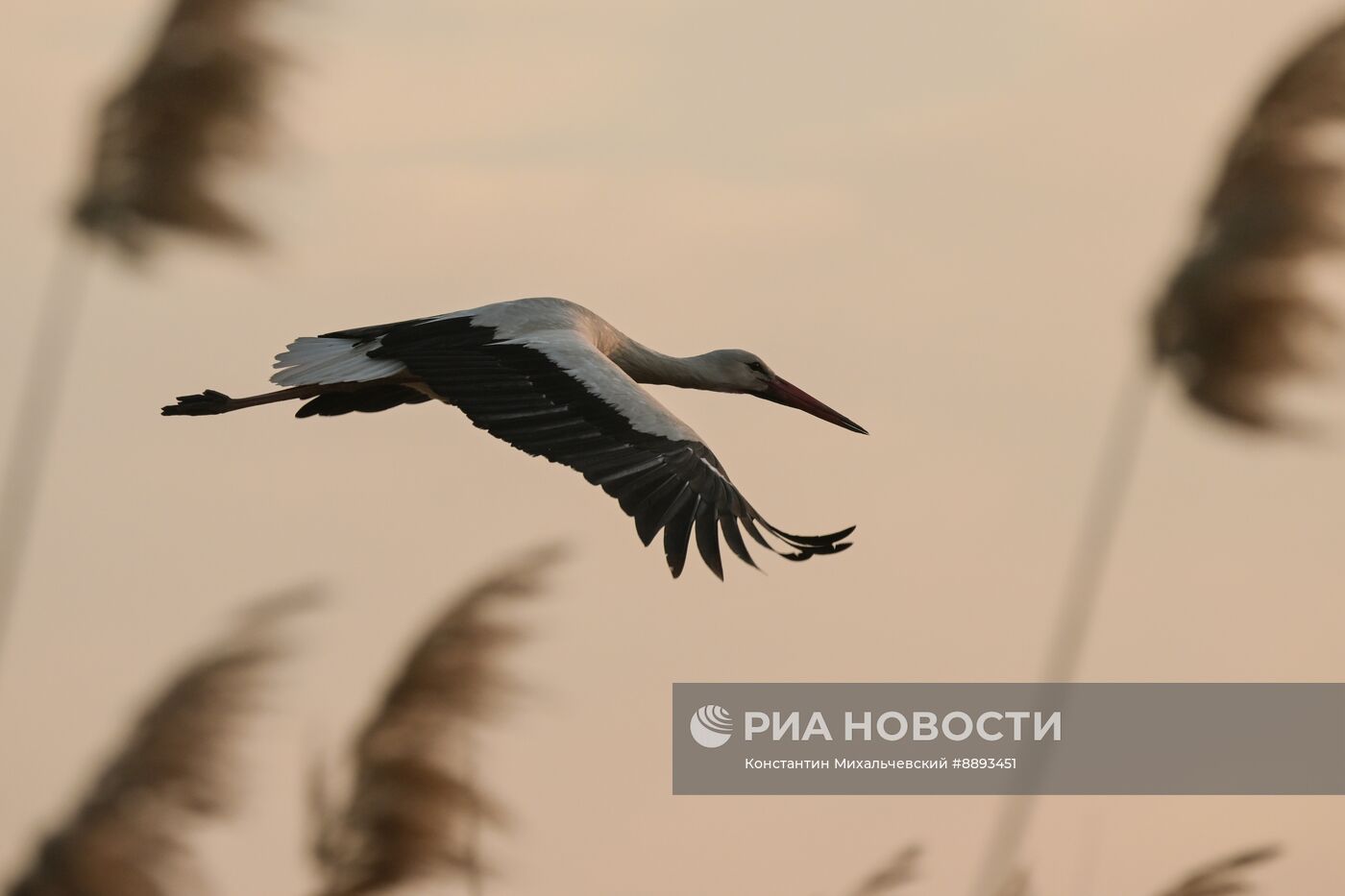Аисты в Запорожской области