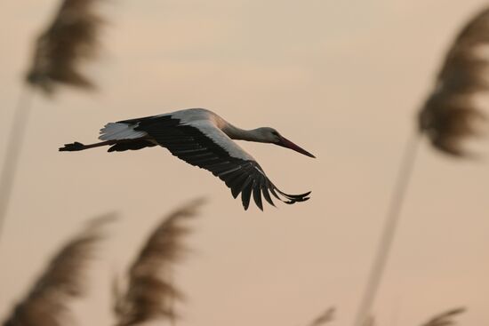 Аисты в Запорожской области