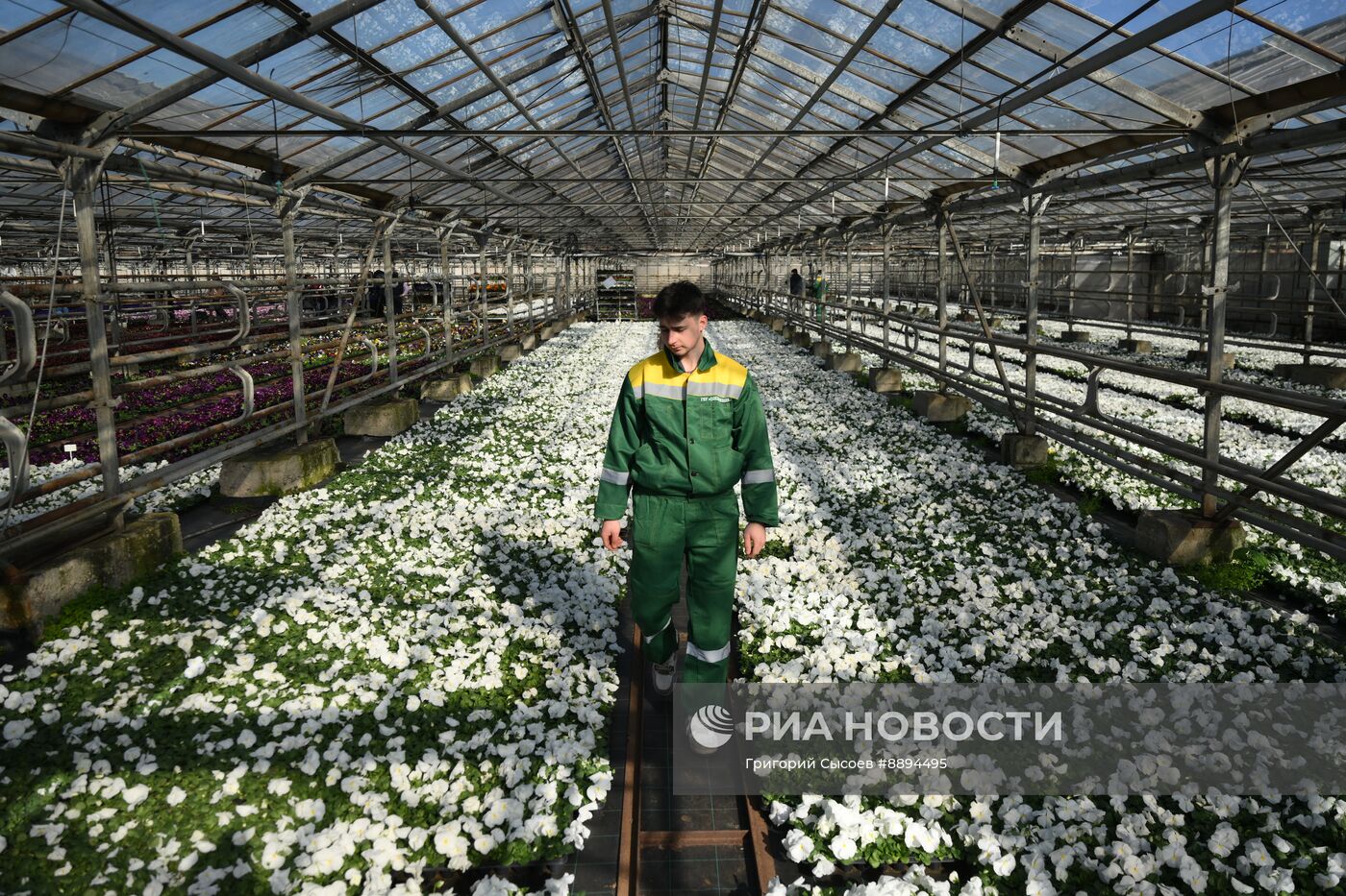 Выращивание цветов для высаживания в городские клумбы