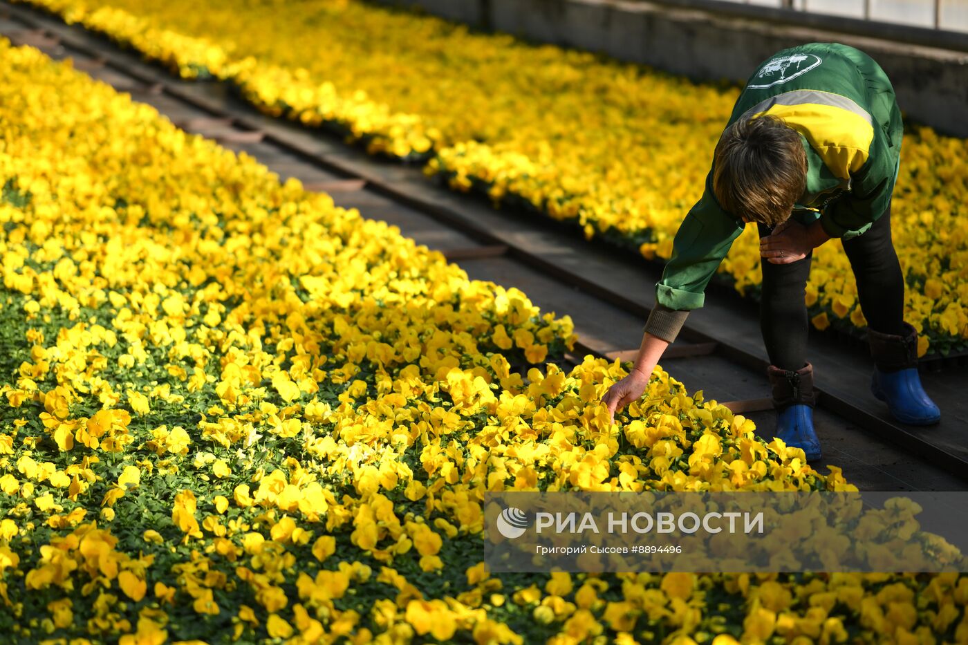 Выращивание цветов для высаживания в городские клумбы