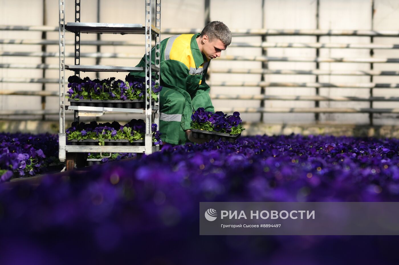 Выращивание цветов для высаживания в городские клумбы