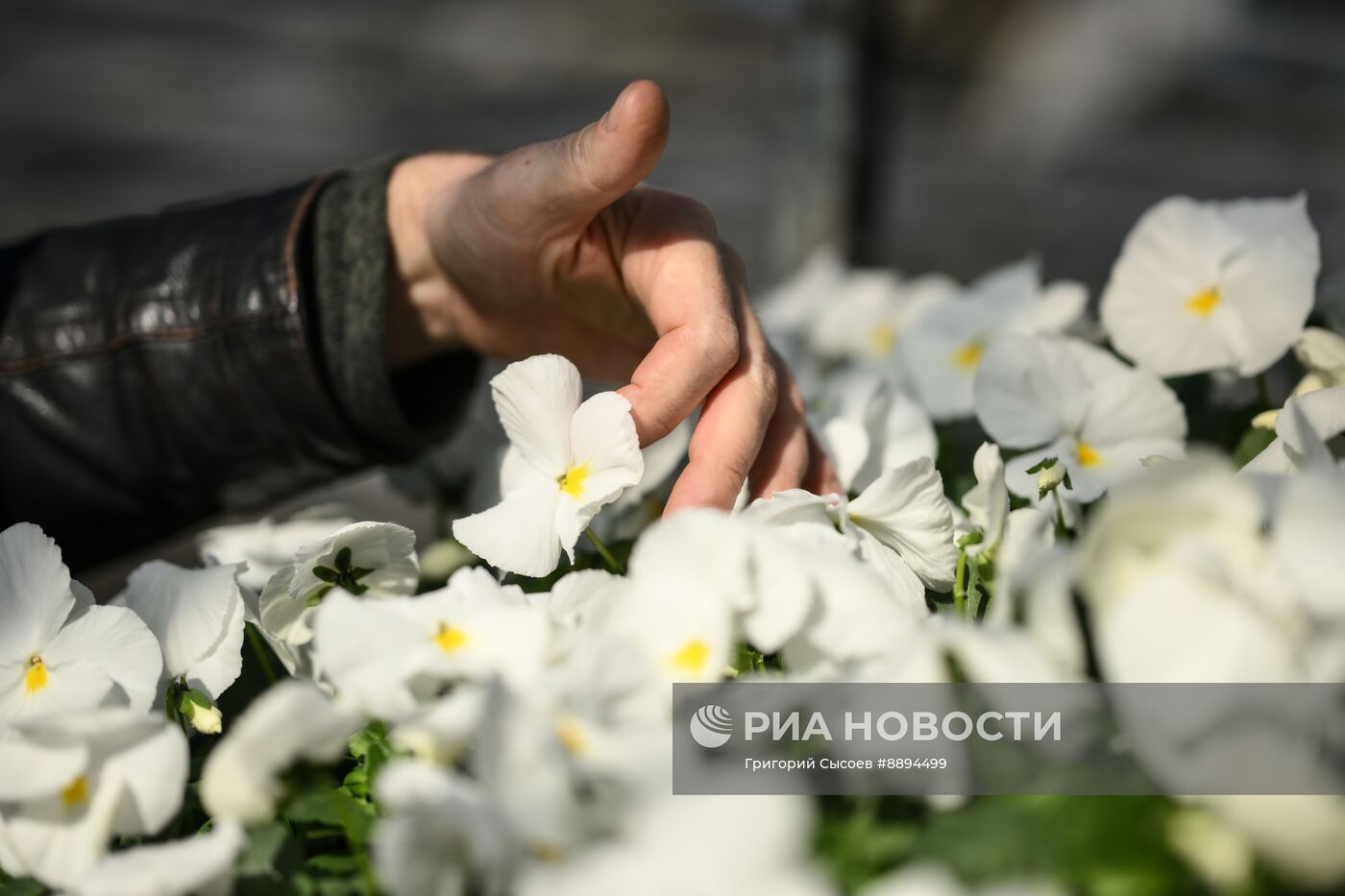 Выращивание цветов для высаживания в городские клумбы