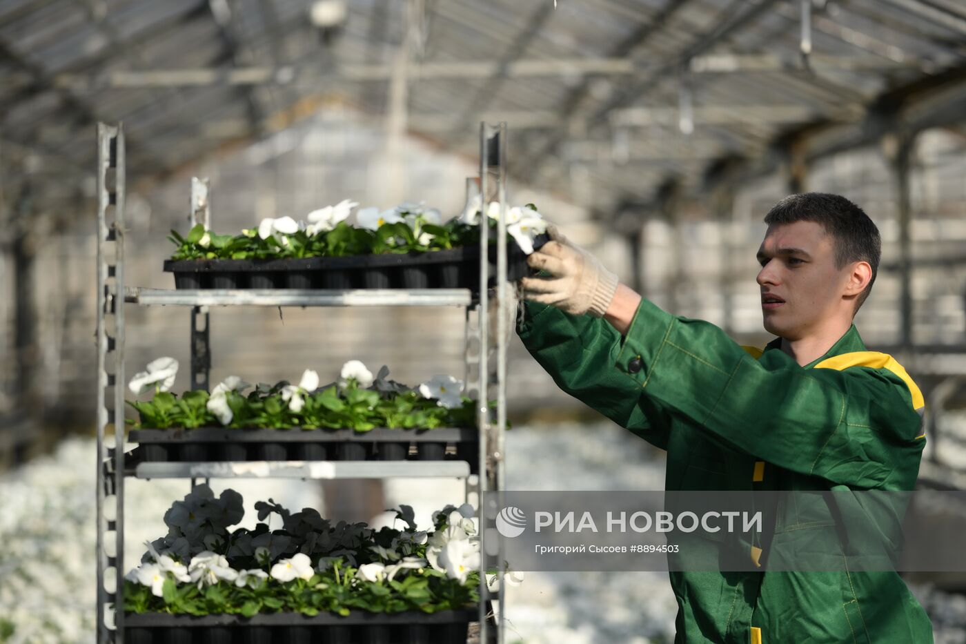 Выращивание цветов для высаживания в городские клумбы