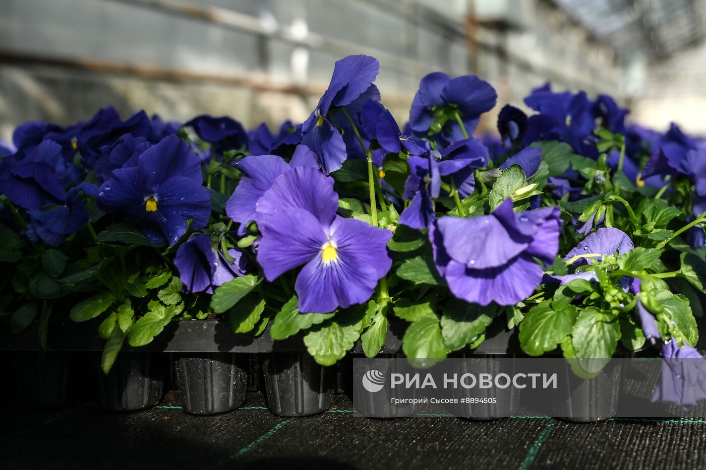 Выращивание цветов для высаживания в городские клумбы