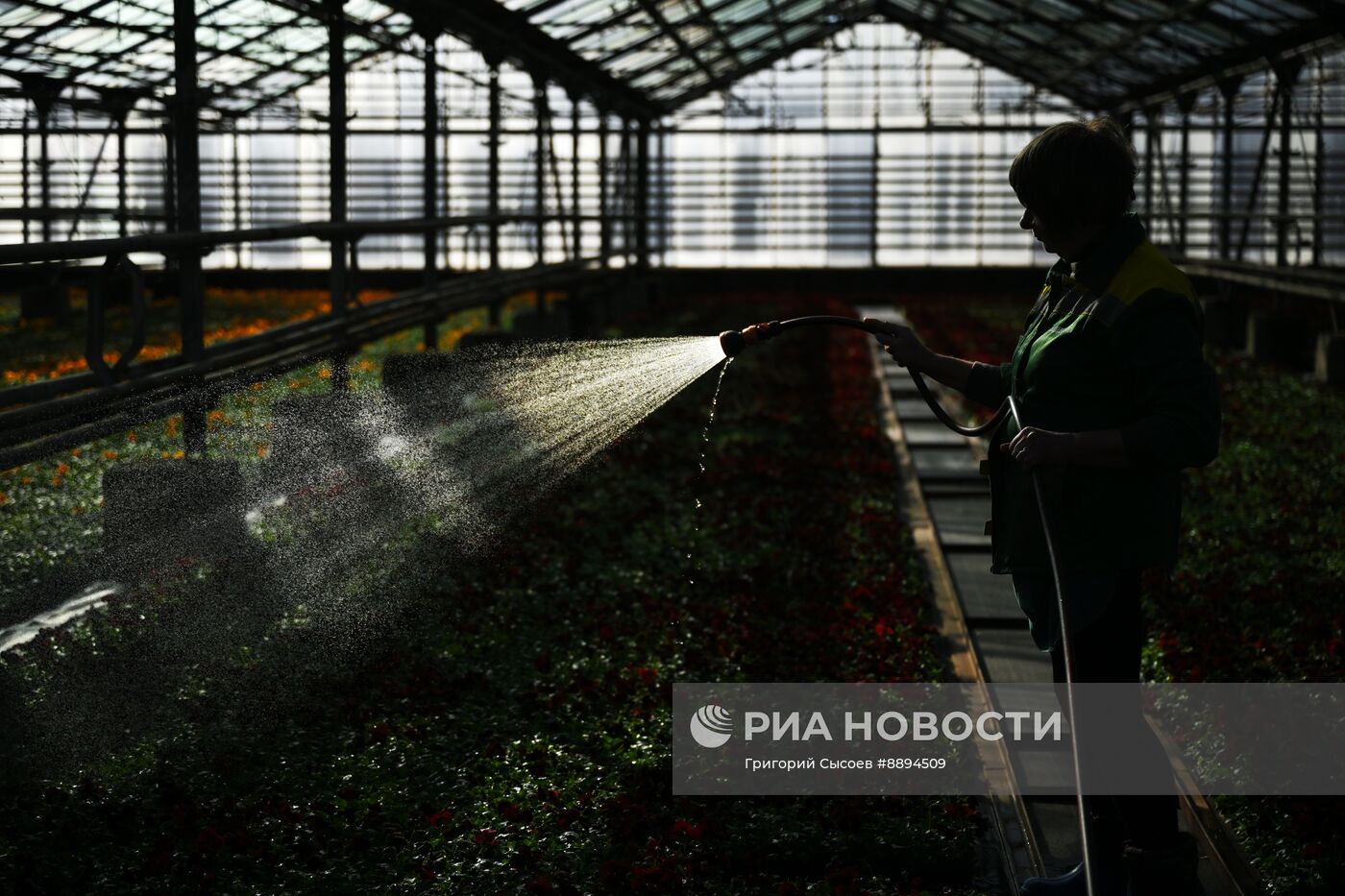 Выращивание цветов для высаживания в городские клумбы