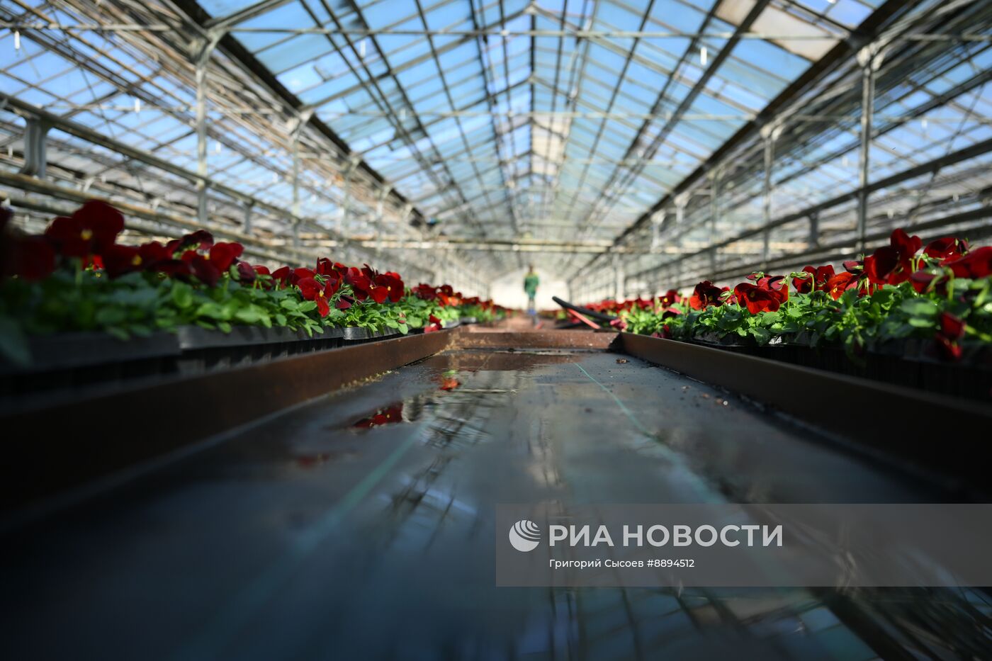 Выращивание цветов для высаживания в городские клумбы