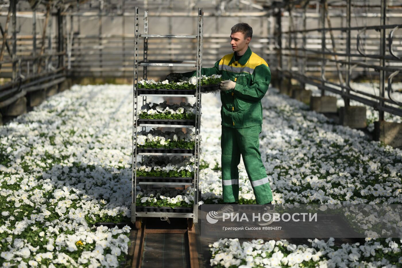Выращивание цветов для высаживания в городские клумбы