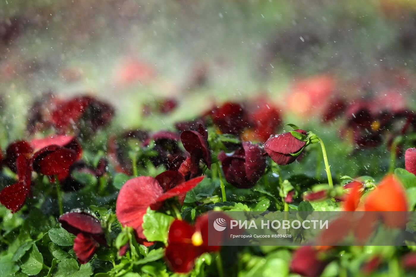 Выращивание цветов для высаживания в городские клумбы