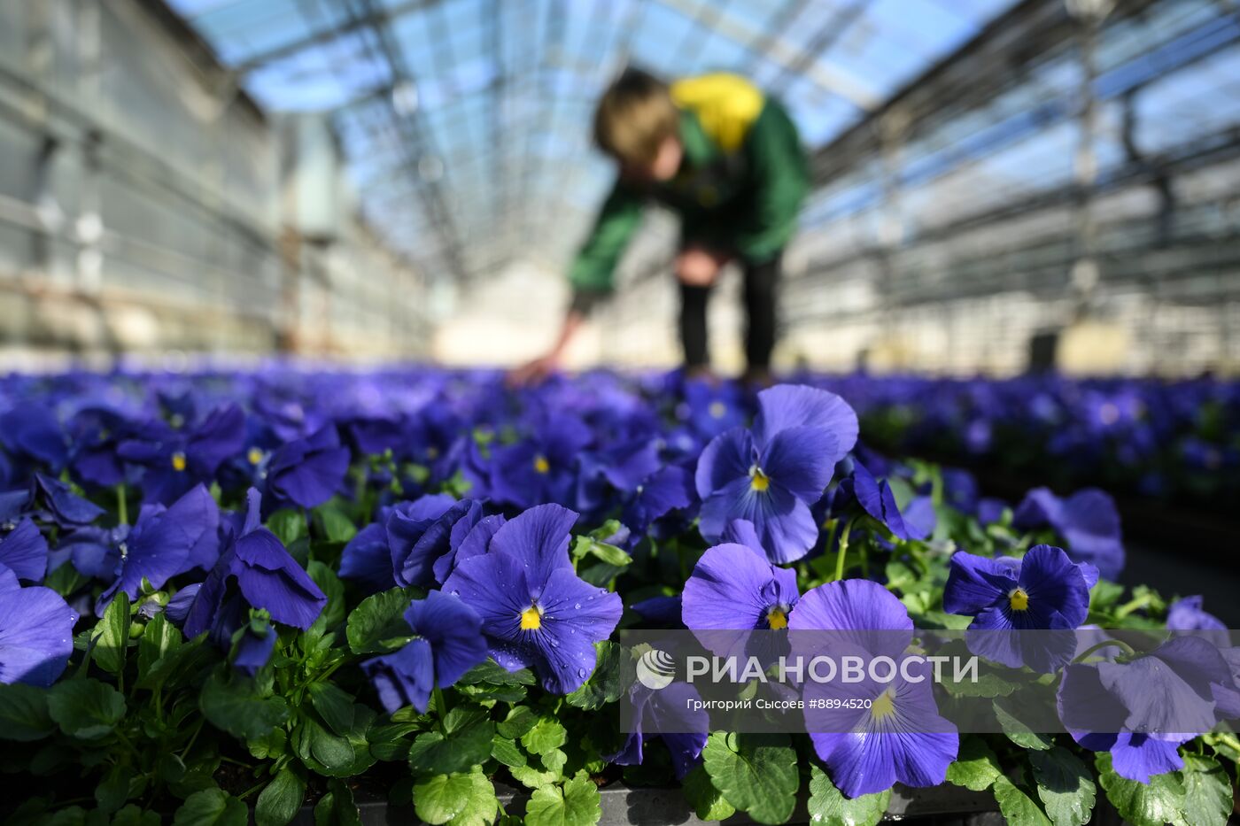 Выращивание цветов для высаживания в городские клумбы