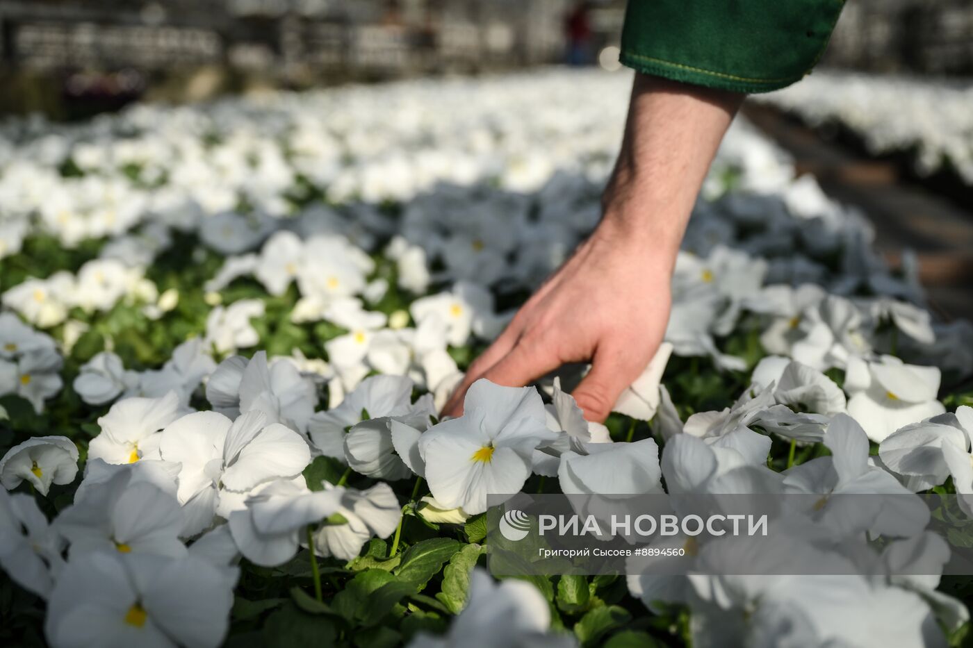 Выращивание цветов для высаживания в городские клумбы