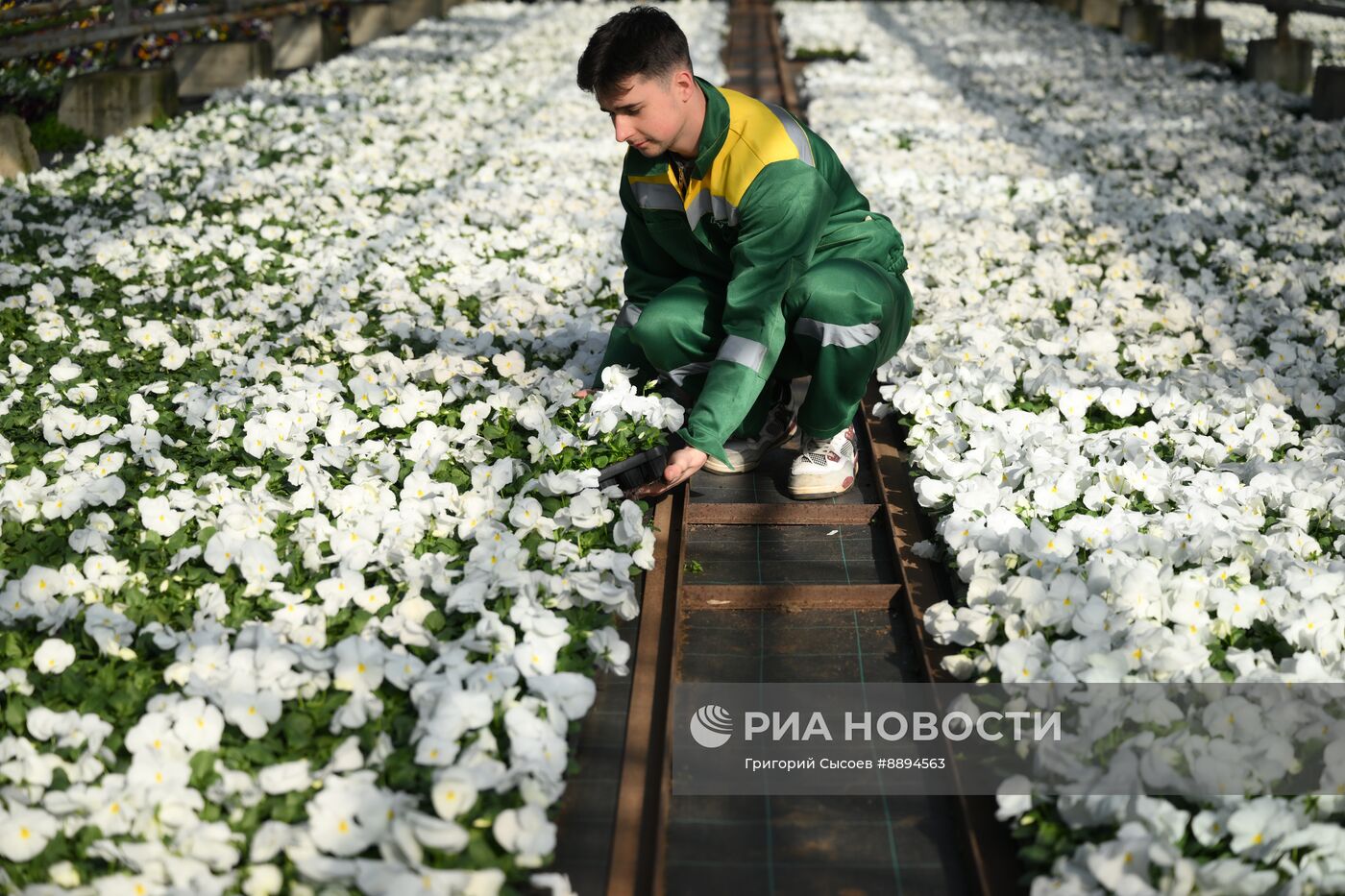 Выращивание цветов для высаживания в городские клумбы
