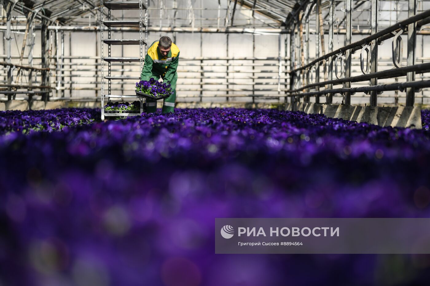 Выращивание цветов для высаживания в городские клумбы