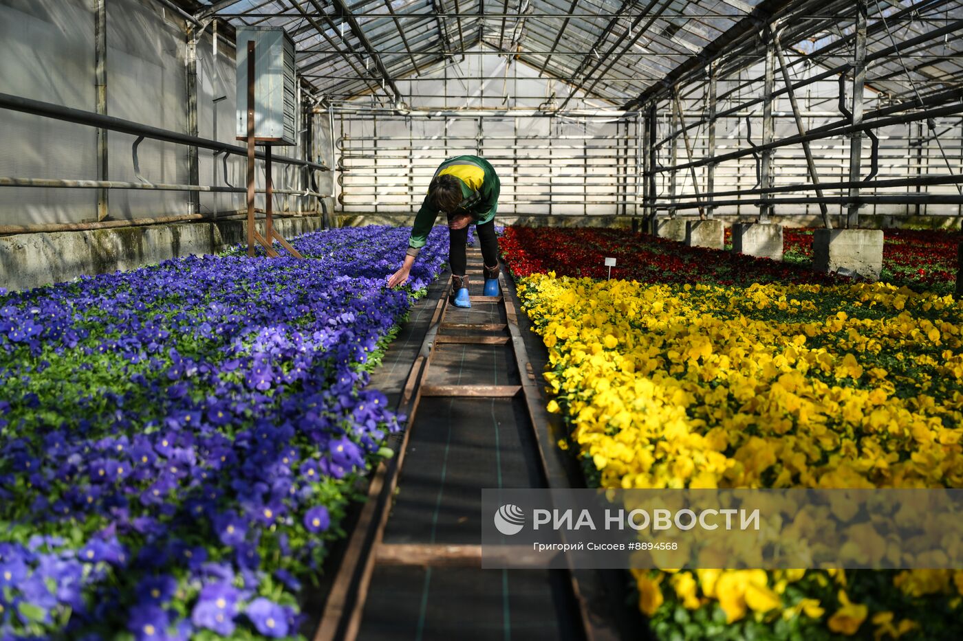 Выращивание цветов для высаживания в городские клумбы