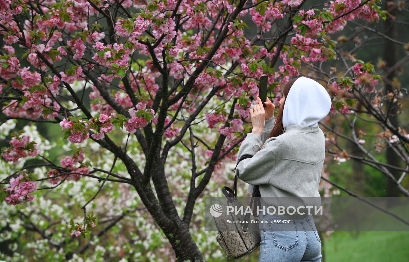 Цветение сакуры в Сочи