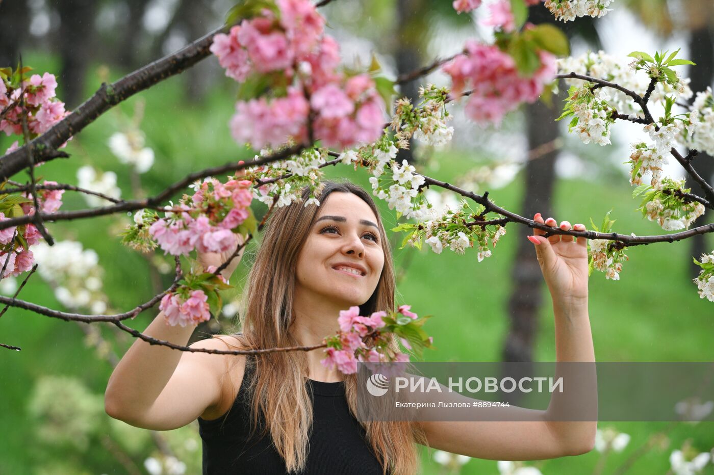 Цветение сакуры в Сочи