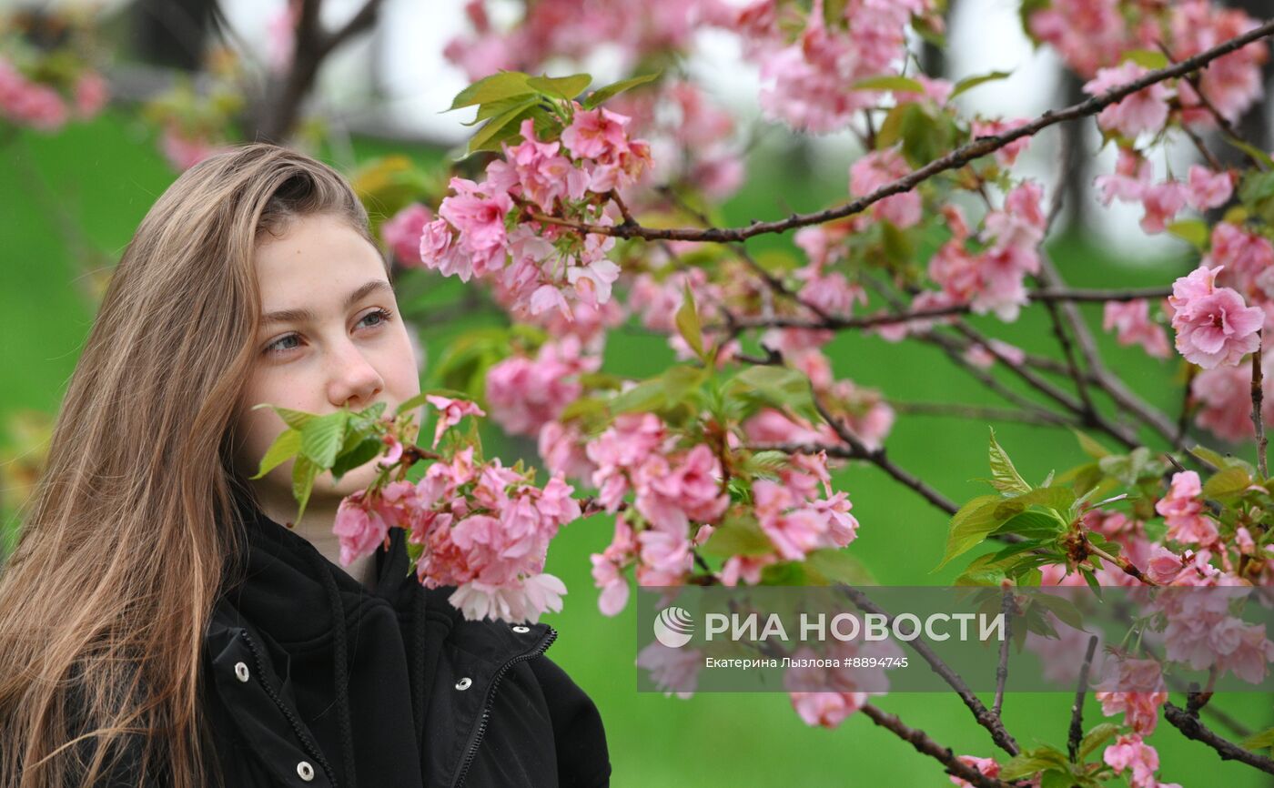 Цветение сакуры в Сочи