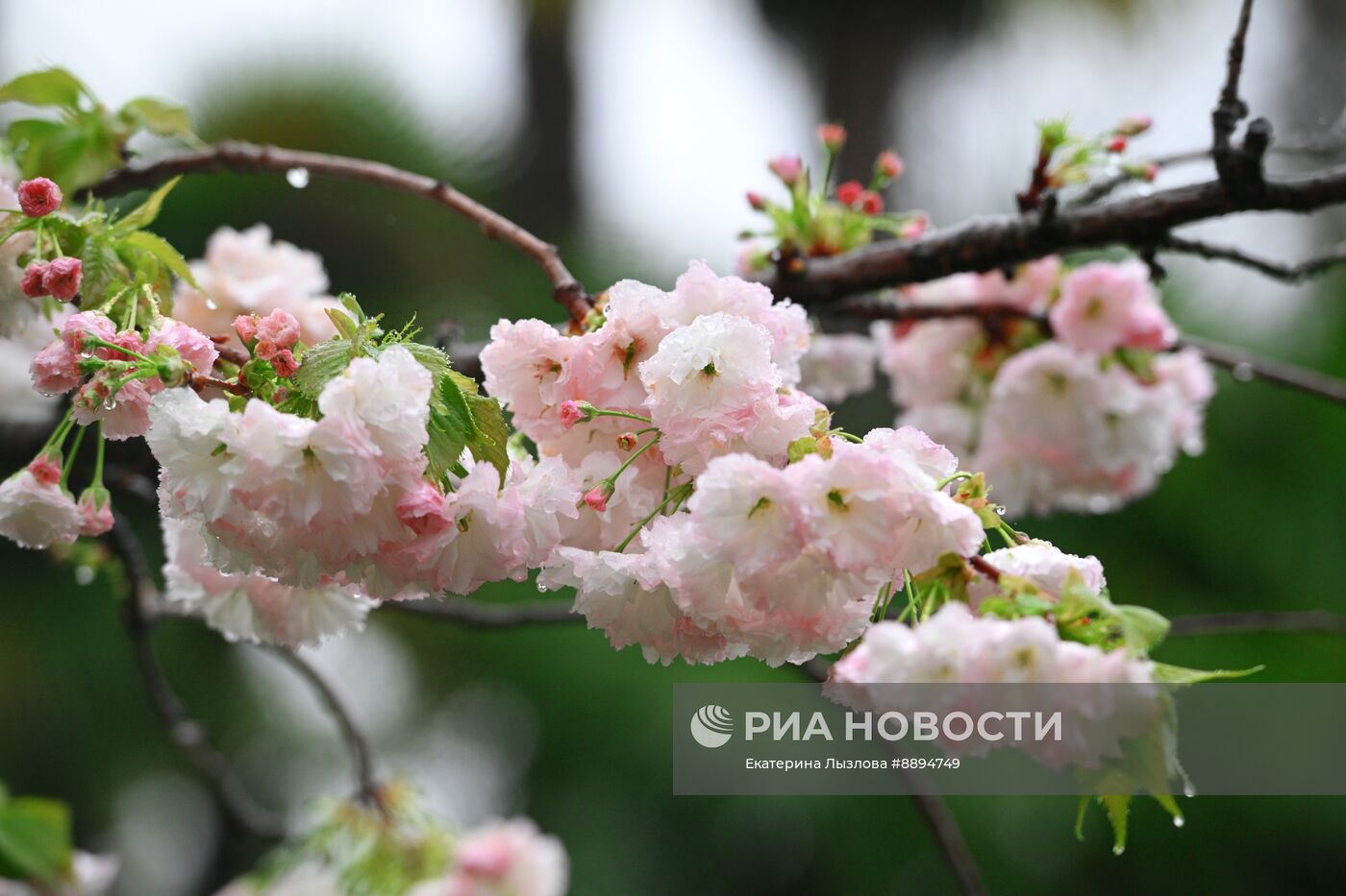 Цветение сакуры в Сочи