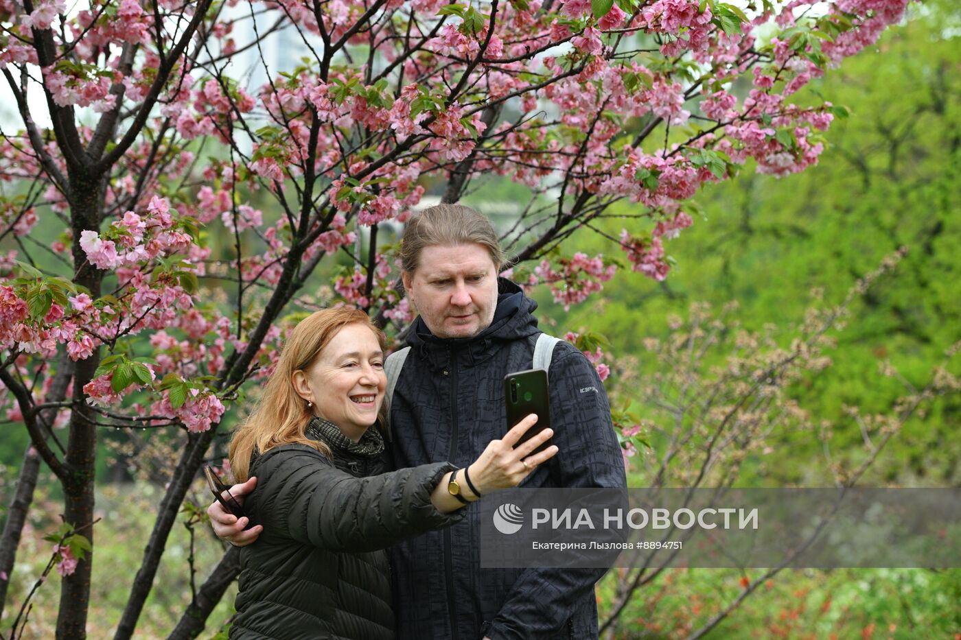 Цветение сакуры в Сочи