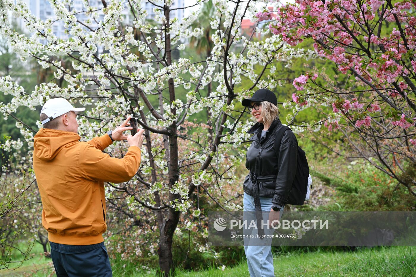 Цветение сакуры в Сочи