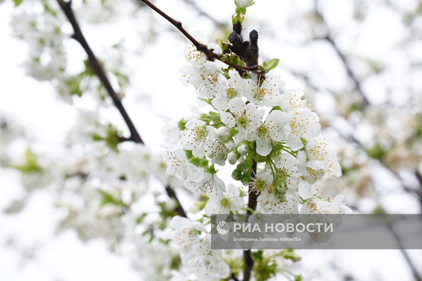 Цветение сакуры в Сочи