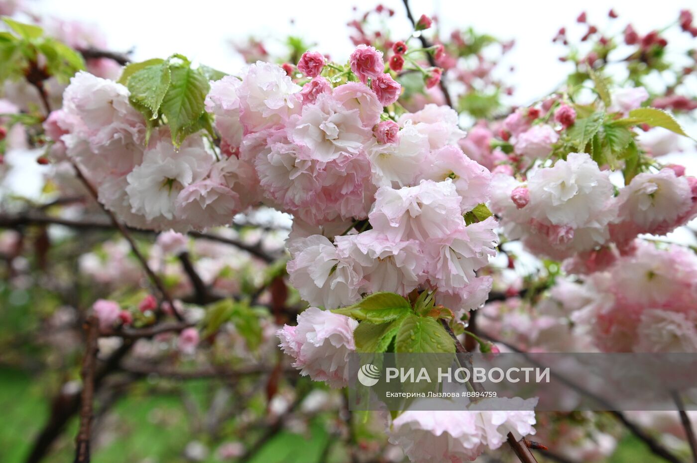 Цветение сакуры в Сочи