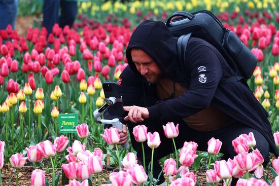 Открытие парада тюльпанов "Салют Победы" в Крыму