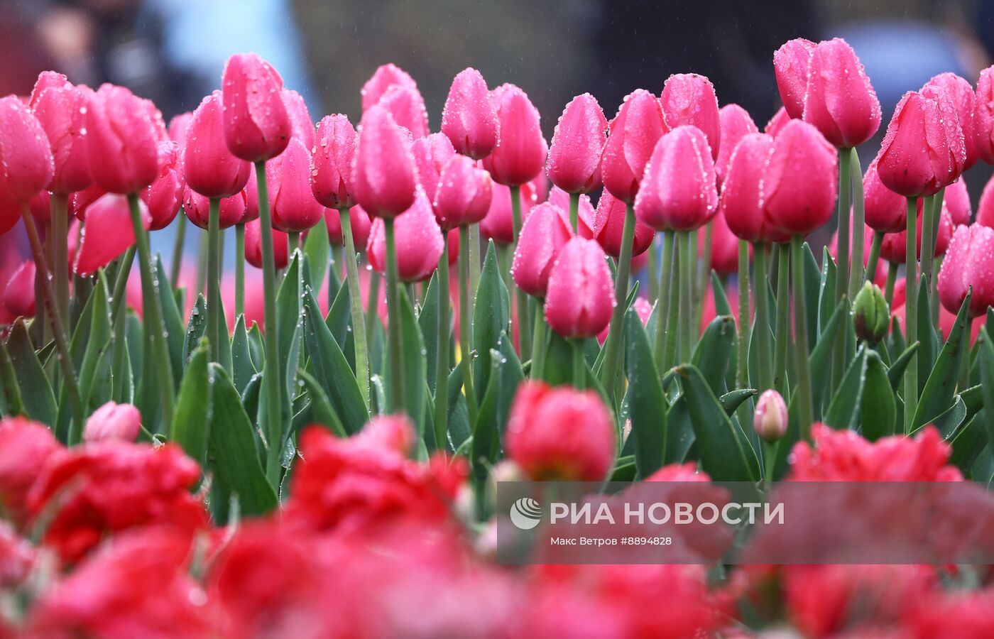 Открытие парада тюльпанов "Салют Победы" в Крыму