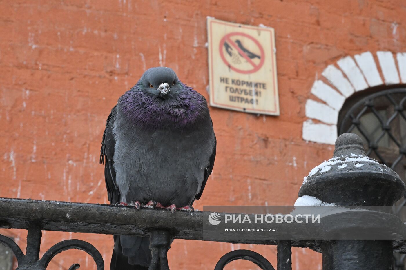 Снег в Москве