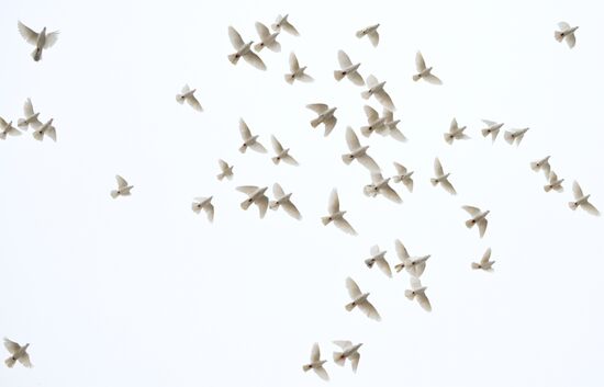 Патриарх Кирилл выпустил голубей в праздник Благовещения