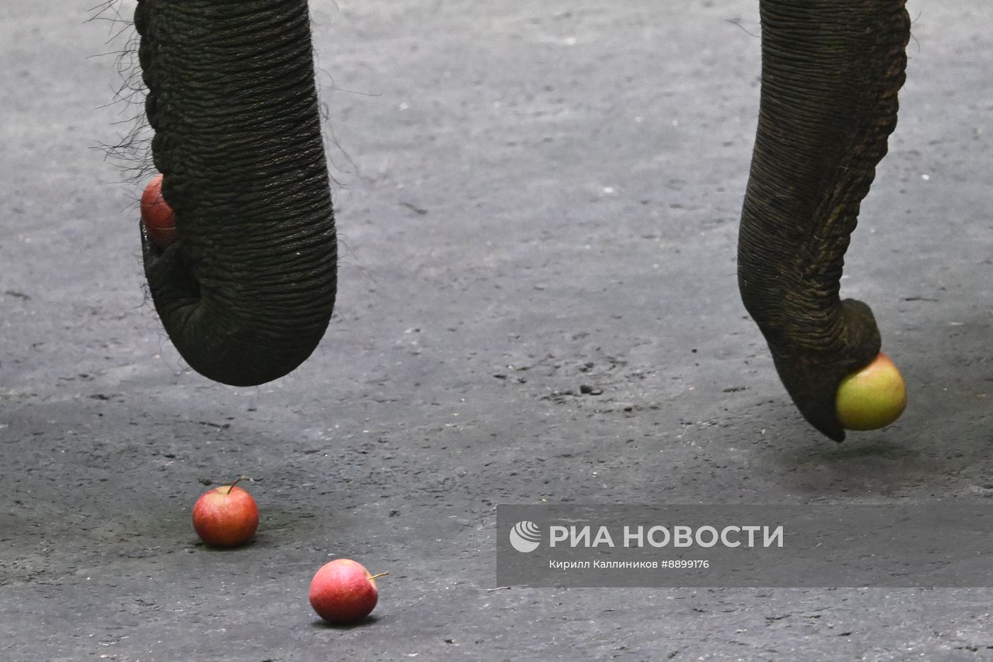 Открытая репетиция в Большом Московском цирке