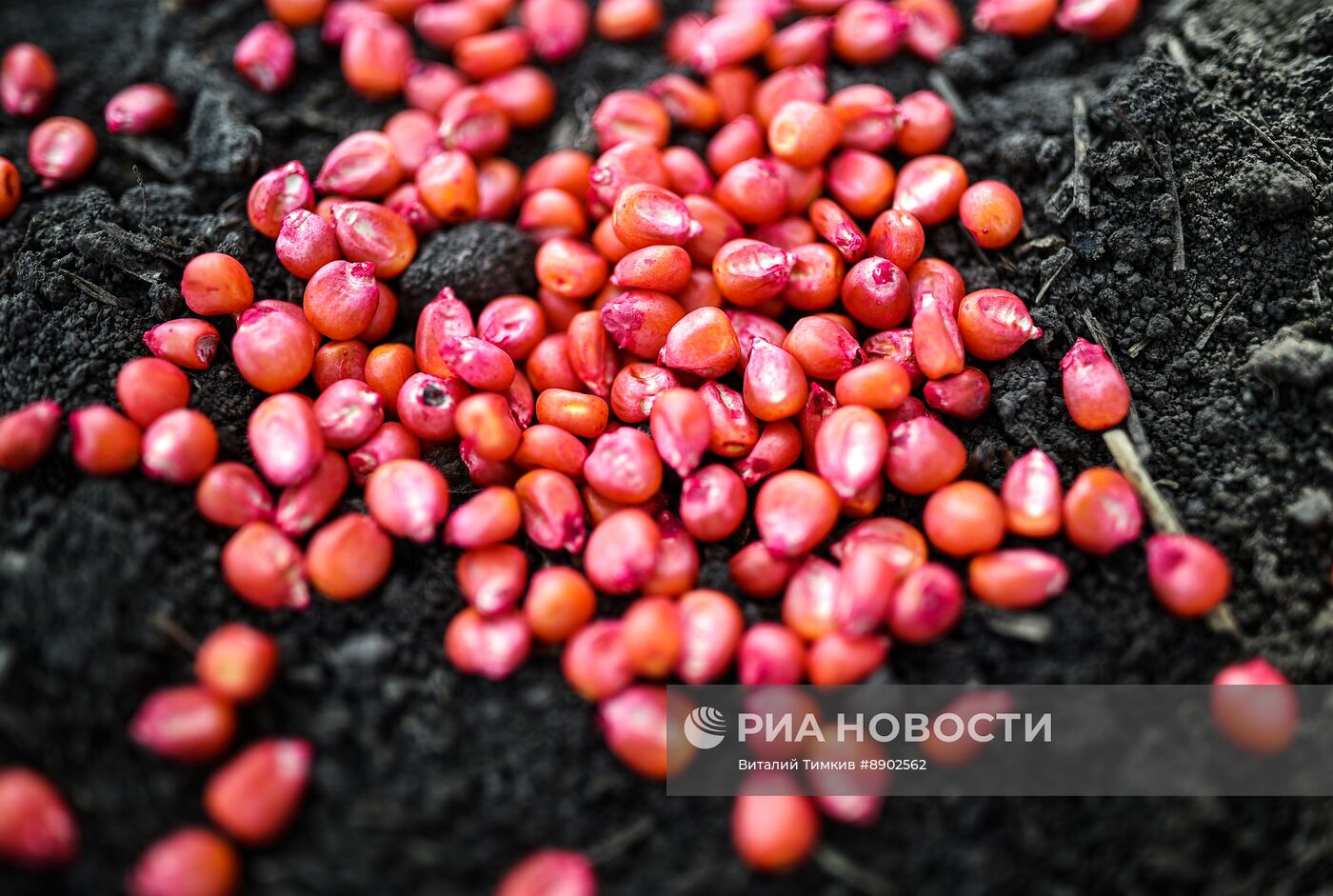 Посевные работы в Краснодарском крае