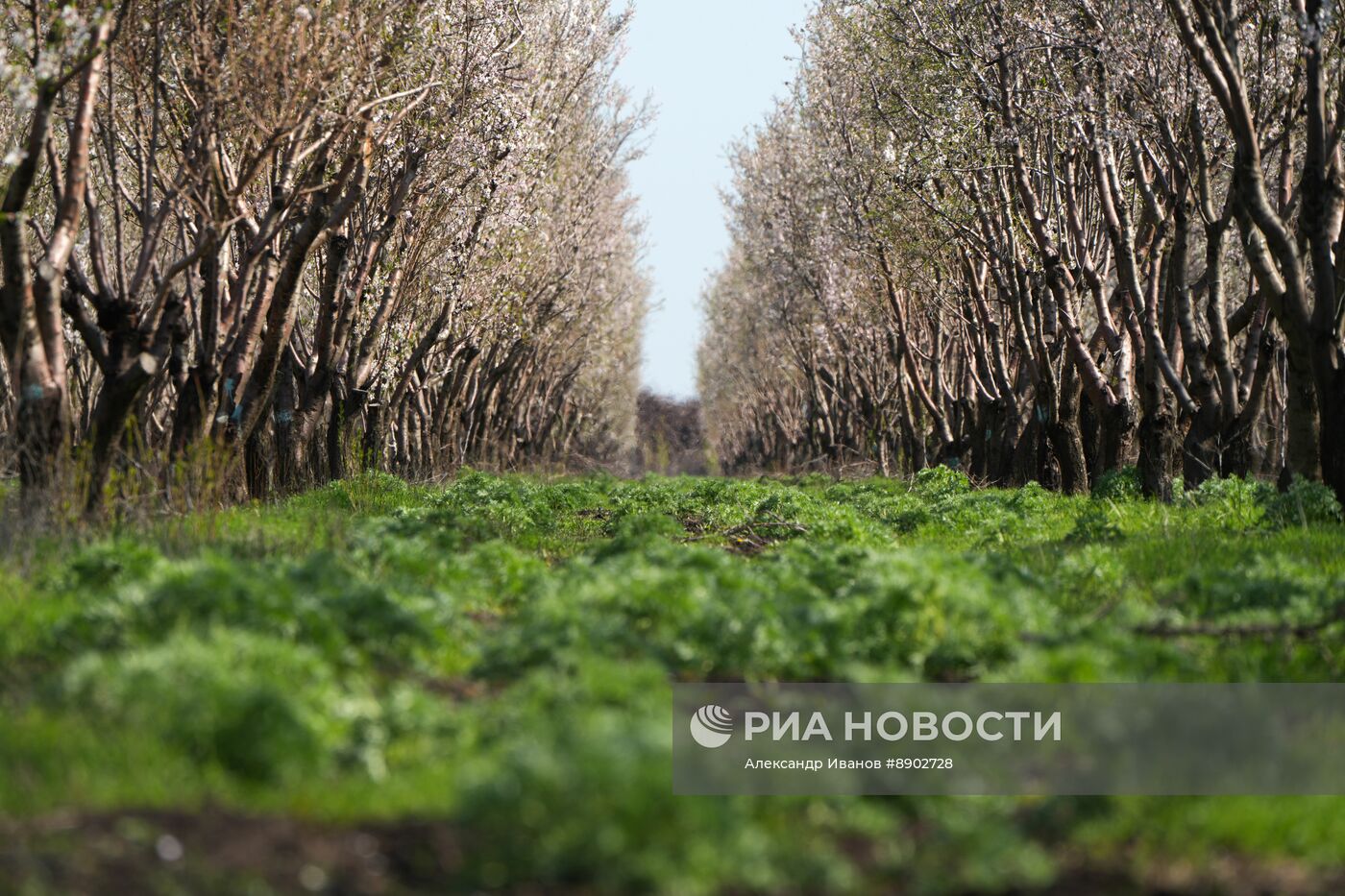 Орехово-миндальный сад в ДНР