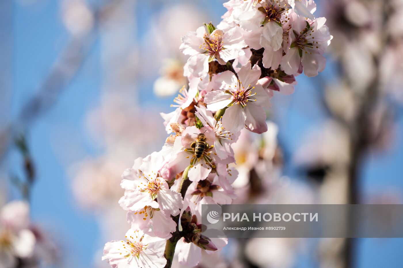 Орехово-миндальный сад в ДНР