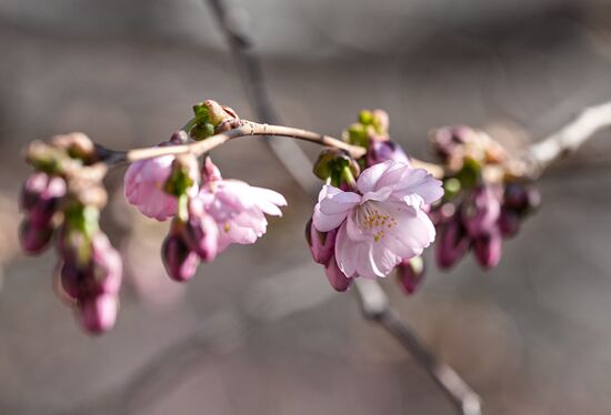 В Санкт-Петербурге зацвела сакура