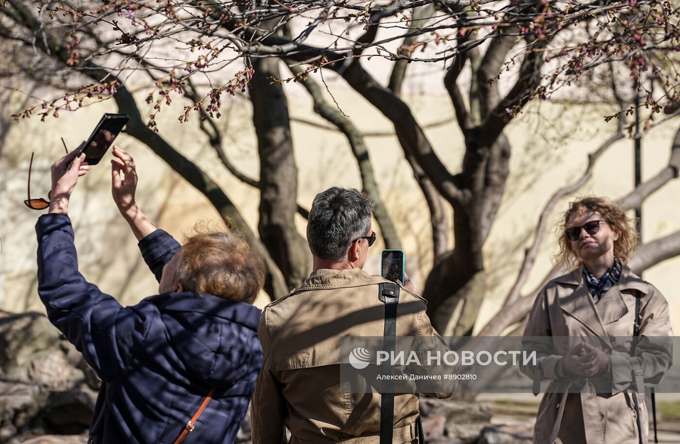 В Санкт-Петербурге зацвела сакура