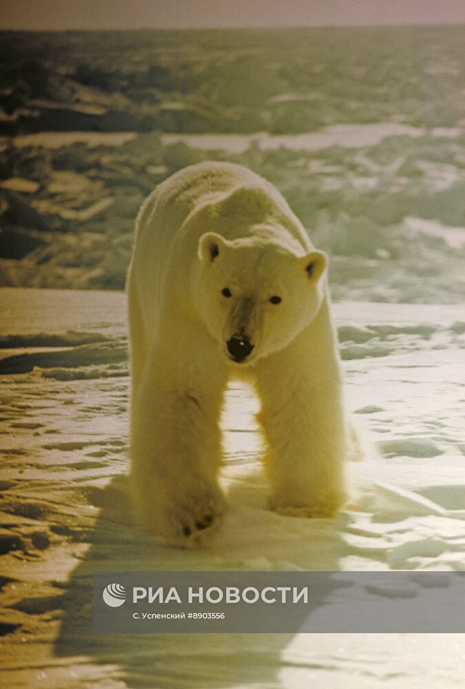 Природный комплекс заповедника Остров Врангеля
