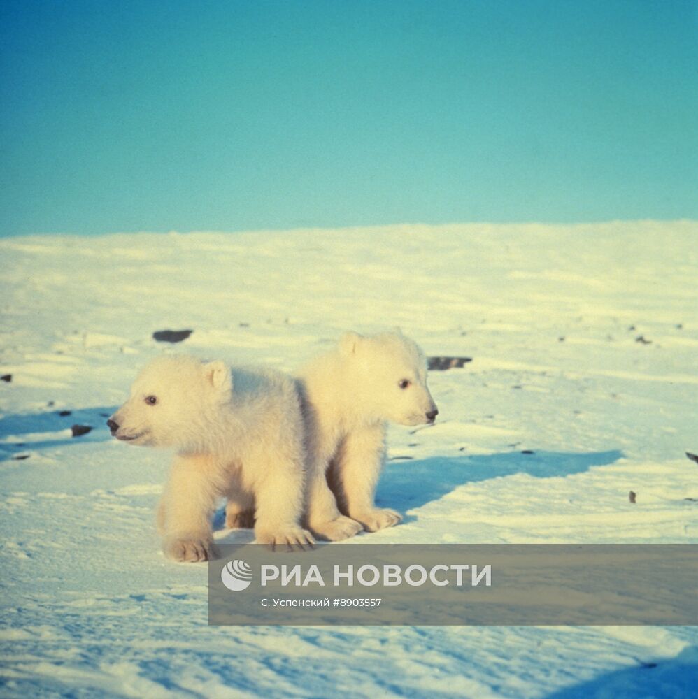 Природный комплекс заповедника Остров Врангеля