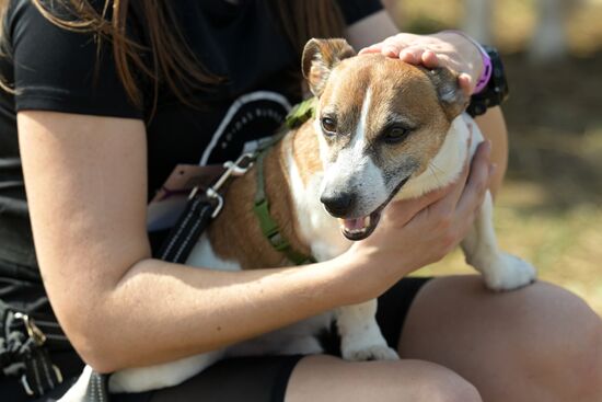 Кросс "Быстрый пес"