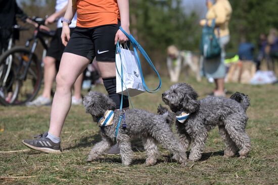 Кросс "Быстрый пес"