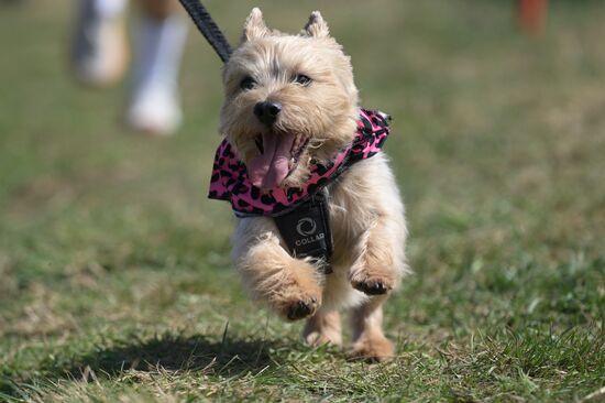 Кросс "Быстрый пес"