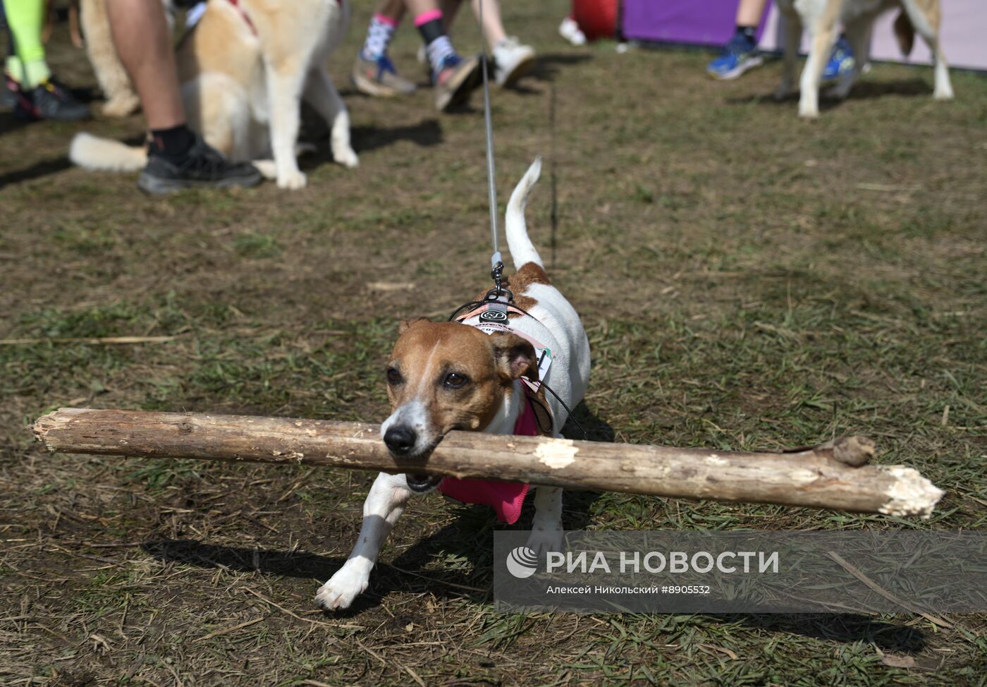 Кросс "Быстрый пес"