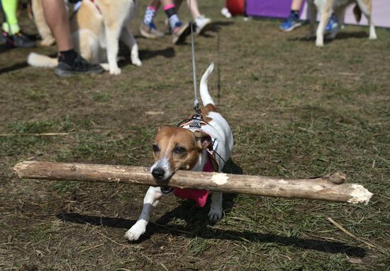 Кросс "Быстрый пес"