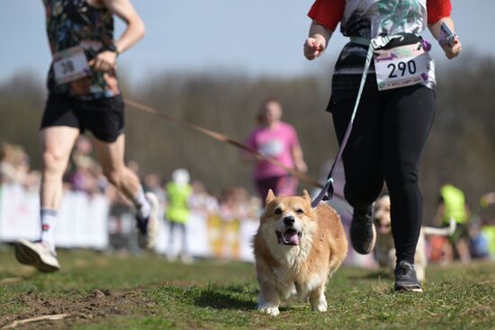 Кросс "Быстрый пес"