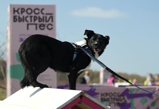 Кросс "Быстрый пес"