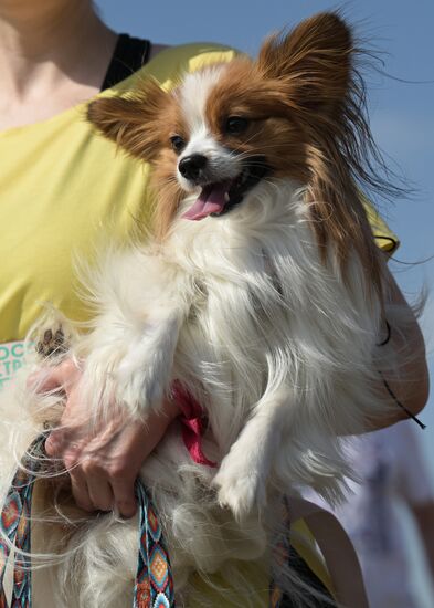 Кросс "Быстрый пес"