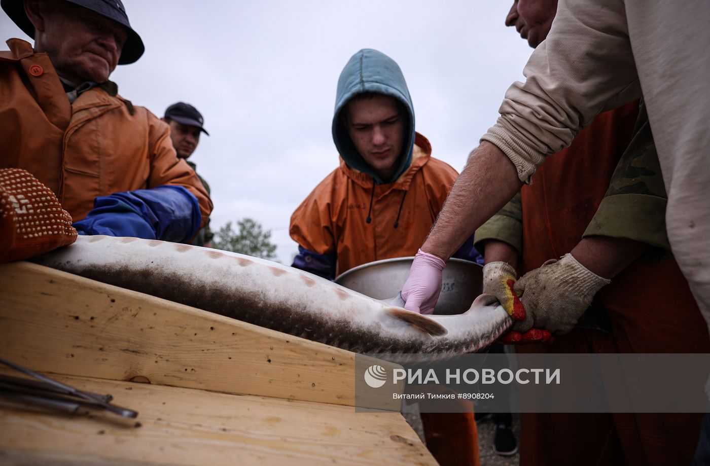 Центр сохранения генофонда осетровых рыб в Краснодарском крае