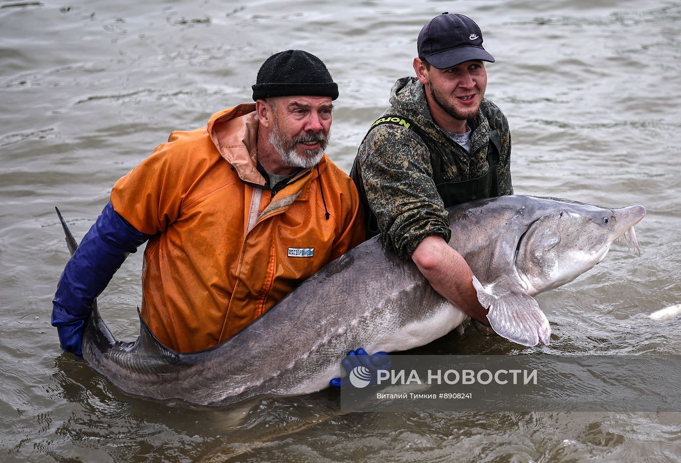 Центр сохранения генофонда осетровых рыб в Краснодарском крае